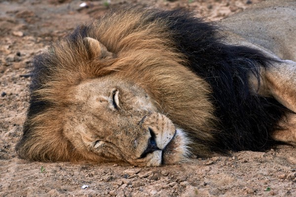 sleeping lion by Andrew Wasik
